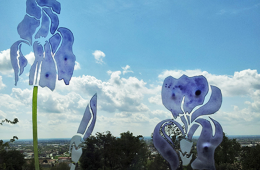Fiori oltre la Vetrata